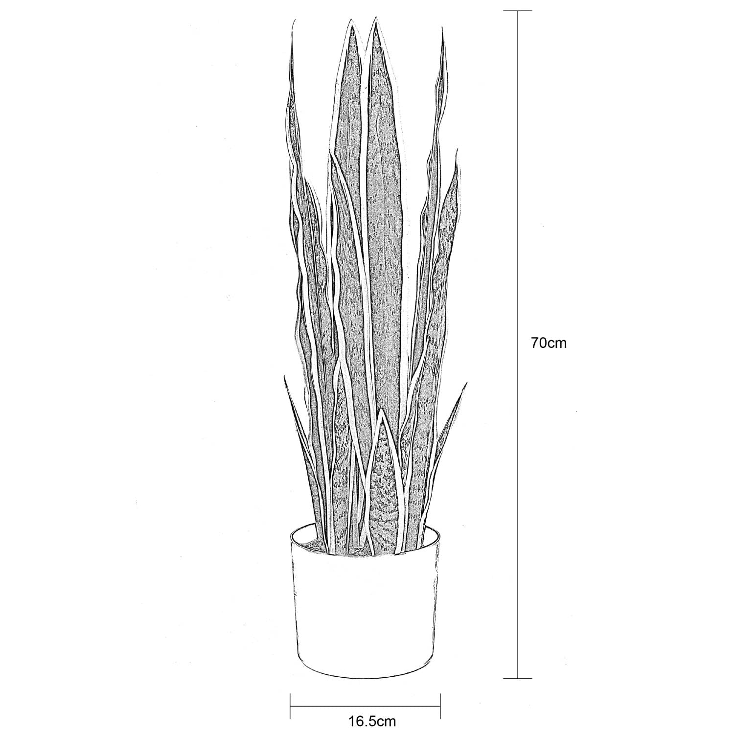 Buy Snake Plant Laurent Potted Plant One Line Drawing, Digital Download  Online in India - Etsy